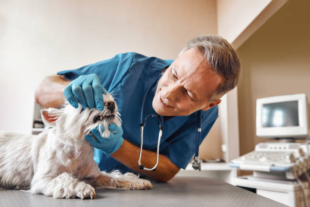 Best Walk-In Emergency Dentist in Fort Bragg, CA